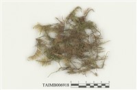 藏品(羽苔屬)的圖片